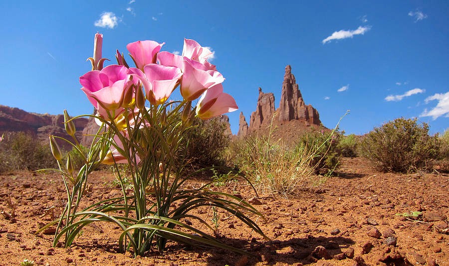 Featured image for “Lent Day 42 – Flowers in the Desert”