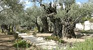 GARDEN OF GETHSEMANE