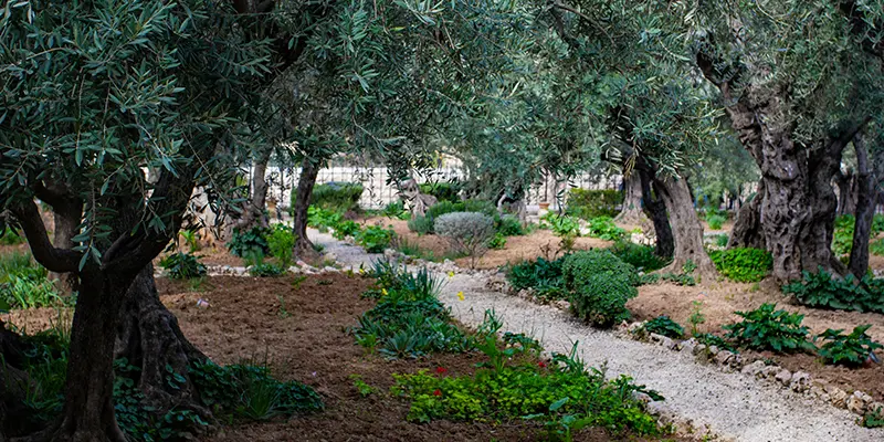 A path through the ancient olive trees of the Garden of Gethsemane in Jerusalem