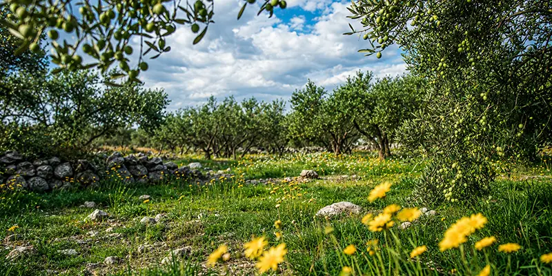 Sunlit olive grove on the Mount of Beatitudes overlooking the Sea of Galilee, with gnarled ancient trees and dappled shade