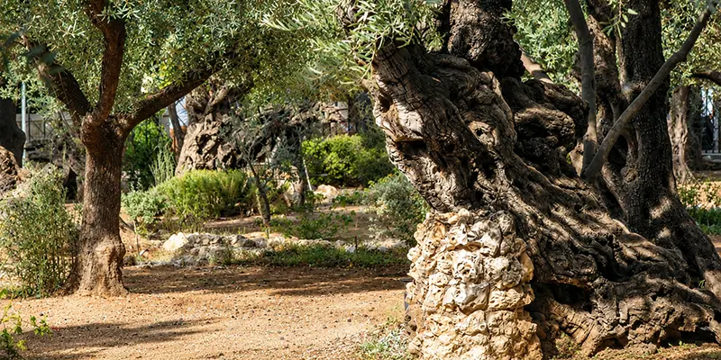 Olive trees in the Garden of Gethsamene