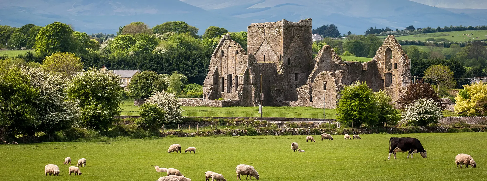 The Rock of Cashel rising above the Tipperary plain, with its ruined medieval cathedral and round tower