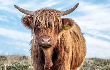A Highland cow in the open grassland of the Scottish Highlands