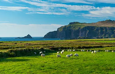 Sheep grazing above Coumeenoole Bay on the Dingle Peninsula, County Kerry — Ireland pilgrimage
