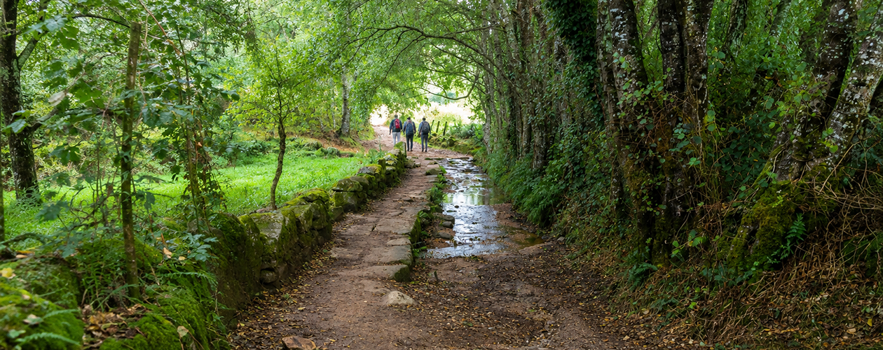 Pilgrims walking a narrow stone-walled lane through oak woods between Sarria and Portomarín on the last 100 km of the Camino de Santiago.